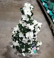 Азалия пирамидальная белая DZ263 купить в Москве