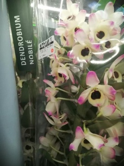 Орхидея Дендробиум Момоко блэк-голд О118 купить в Москве