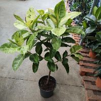 Фикус Эластика Шривериана Муншайн штамб 130-140см KR3863 купить в Москве