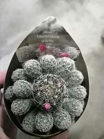 Маммиллярия Грацилис кактус KR3076 купить в Москве