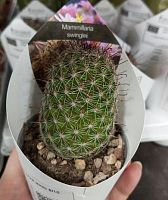 Маммиллярия Свингли кактус KR3497 купить в Москве