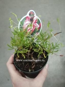 Оксалис Версиколор 9 https://corzinaflowers.ru/catalog/komnatnye_rasteniya_i_tsvety/1683/