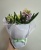 5 цветущих гиацинтов в белом фетре KM325 https://corzinaflowers.ru/catalog/tovary_k_prazdnikam/tovary_k_novomu_godu/rasteniya_v_podarok_na_novyy_god/giatsinty_v_podarok_na_novyy_god/2704/