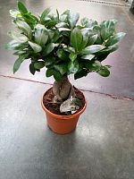 Фикус микрокарпа Гинсенг KR41 купить в Москве