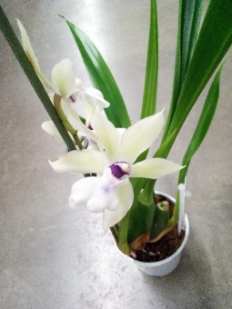 Зигопеталум белый гибрид орхидея 