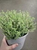 Тимьян, чабрец в горшке Тимьян, чабрец в горшке