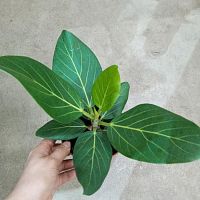 Фикус бенгальский Одри 20-25 см KR318 купить в Москве