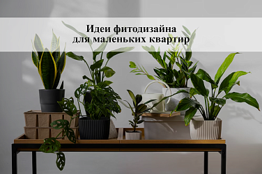 Идеи фитодизайна для маленьких квартир: как создать уют в ограниченном пространстве
