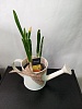 Подарочные горшечные растения на 8 марта Подарочные горшечные растения на 8 марта