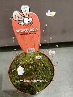 Утрикулария бискуамата хищник KR463 купить в Москве