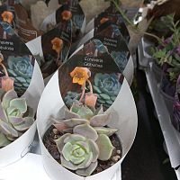 Эхеверия Глобулоза суккулент KR3498 купить в Москве