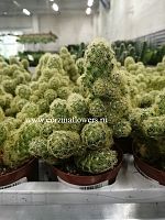 Кактус Маммилярия Элонгата Вайт KR406 купить в Москве