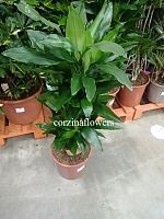 Драцена фрагранс Джанет Линд бранч 100-120 см KR1720 купить в Москве