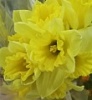 Нарцисс луковицы Нарцисс луковицы