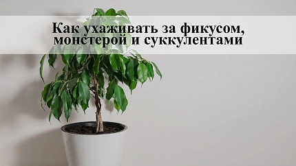 Как ухаживать за фикусом, монстерой и суккулентами: растения, которые отзываются на любовь