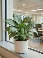 Аглаонема Мария Кристина — тенелюбивое декоративное растение в горшке для дома и офиса KR112 купить в Москве