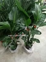 Стрелиция Николая без цветов 120-140 см DZ176 купить в Москве