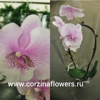 Орхидея фаленопсис биг лип Куин Кизз каскад https://corzinaflowers.ru/catalog/komnatnye_rasteniya_i_tsvety/1100/