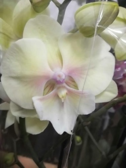 Фаленопсис Биг лип желтый гибрид орхидея  12см
