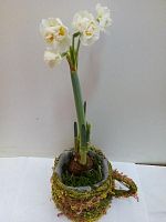 Нарцисс Брайдал Краун в чашке KM681 купить в Москве