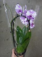 Фаленопсис Биг лип Меджик Арт на арке орхидея О1116 купить в Москве