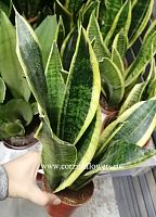 Сансевиерия Футура Суперба KR461 купить в Москве
