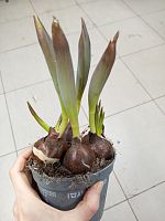 Тюльпан махровый Глобе в горшке OG2030 купить в Москве