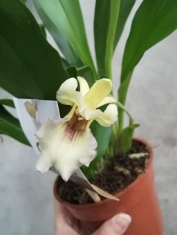Кохлеантес желтый орхидея 12см