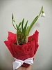 Композиции из горшечных растений на 14 февраля Композиции из горшечных растений на 14 февраля