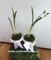 1 луковица подснежника в керамике с атласной лентой KM186 купить в Москве