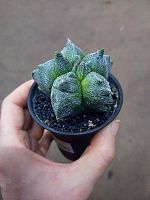 Астрофитум Мириостигма Кикко KR4050 купить в Москве