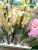 Орхидея онцидиум Пупукея розовый  12 см