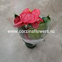 Антуриум красный Невада DZ229 купить в Москве