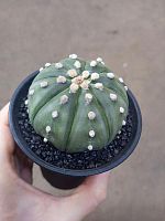 Астрофитум Астериас Фукурио KR4047 купить в Москве