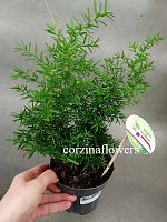 Аспарагус Денсифлор Квеб папоротник KR2011 купить в Москве