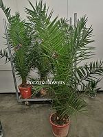 Финик Канарский 190-210см KR1398 купить в Москве