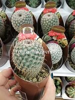 Маммиллярия Альбиланта оаксакана кактус KR2200 купить в Москве