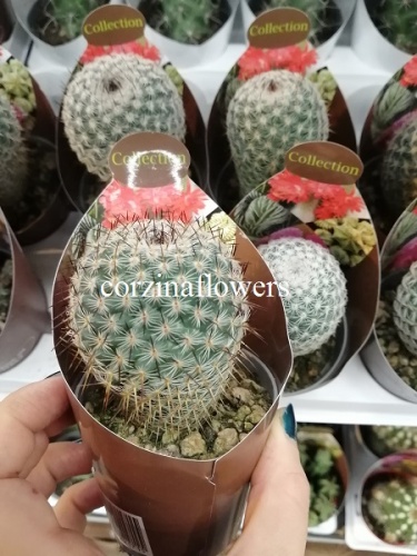 Маммиллярия Альбиланта оаксакана кактус KR2200 купить в Москве