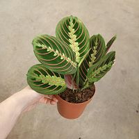 Маранта Фасцинатор Триколор — тропическое комнатное растение с узором и живыми движениями KR103 купить в Москве