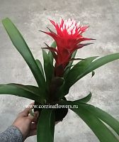 Гузмания шишечка красно-белая Хоуп DZ88 купить в Москве