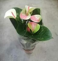 Антуриум Фэнтази Лав DZ638 купить в Москве