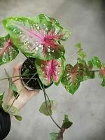 Каладиум зелено-красный с вкраплениями гибрид KR2339 купить в Москве