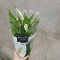 Спатифиллум Беллини — компактное цветущее растение для дома и офиса | Увлажняет и очищает воздух DZ892 купить в Москве