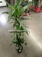 Драцена фрагранс Джанет Крейг 3 ст 140-160 см KR1220 купить в Москве
