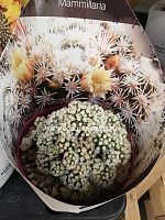 Маммиллярия грацилис Аризона Сноу кактус KR835 купить в Москве