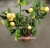 Цитрус лимон капучино 21 75 https://corzinaflowers.ru/catalog/komnatnye_rasteniya_i_tsvety/tsitrusovye_komnatnye_rasteniya/tsitrus_limon_komnatnyy/4474/