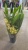 Цимбидиум желто-малиновый подвесной https://corzinaflowers.ru/catalog/komnatnye_rasteniya_i_tsvety/orkhidei_komnatnye/orkhideya_tsimbidium_korol_orkhidey/8344/