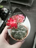 Гимнокалициум Балдианум кактус KR1485 купить в Москве