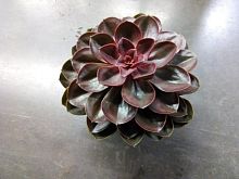 Эхеверия Мэджик Ред суккулент KR317 купить в Москве