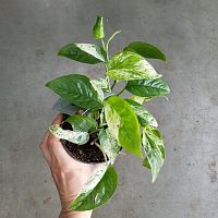 Эпипремнум, сциндапсус Марбл вариегата KR3835 купить в Москве